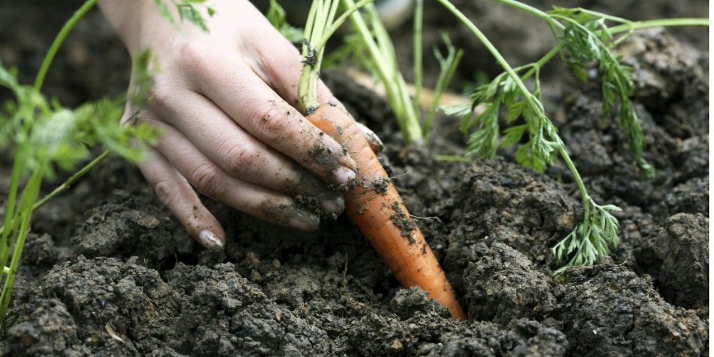 hand holding carrot covered in soil