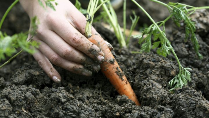 hand holding carrot covered in soil